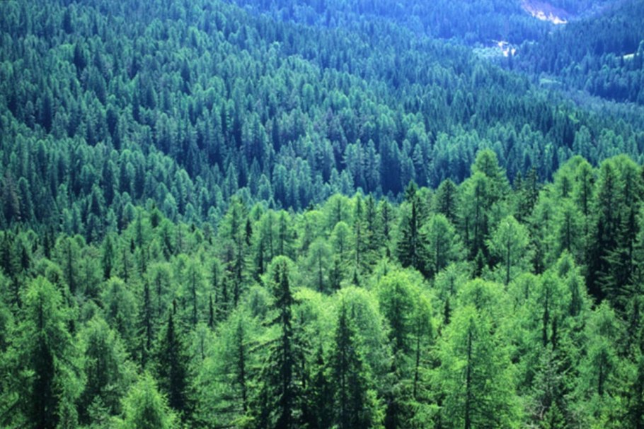 Темнохвойная Пихтовая Тайга Сибирь