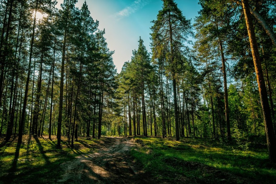 Хвойные деревья ель