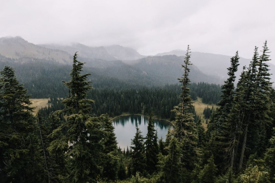 Ель европейская в лесу