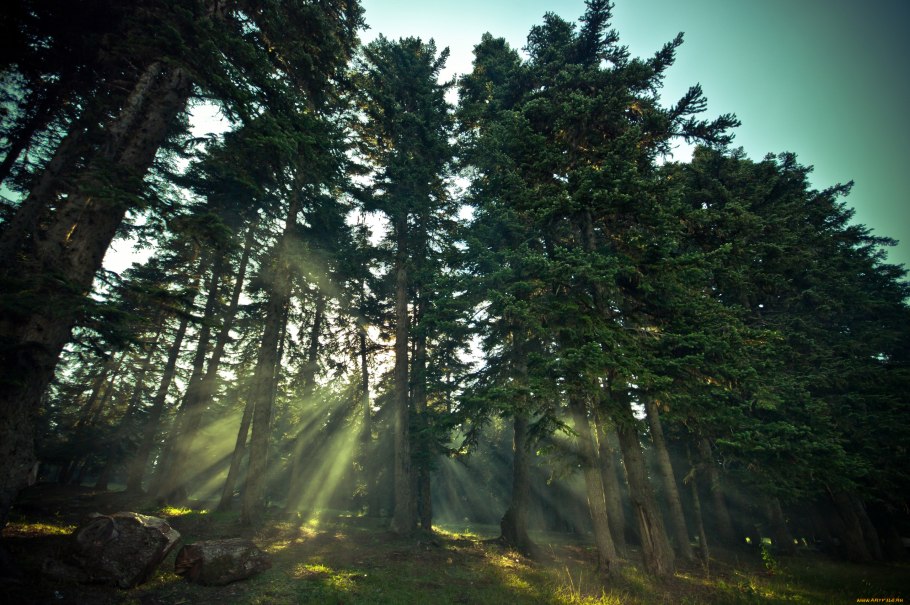 Хвойные леса в Европе