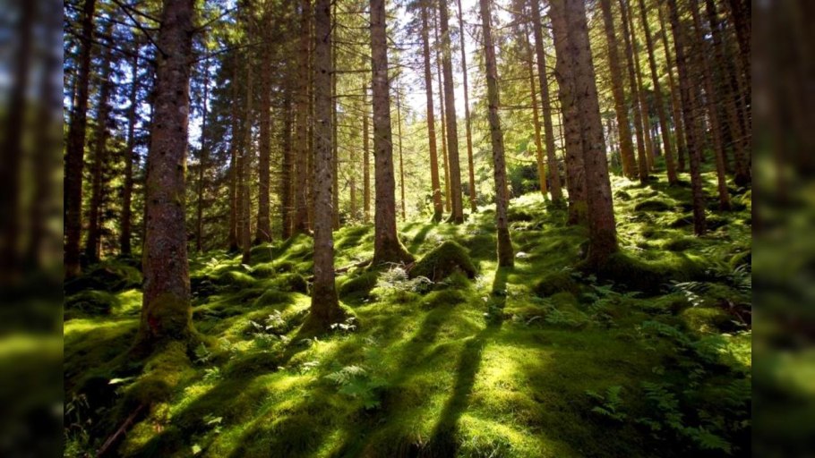 Лес пихта кедр