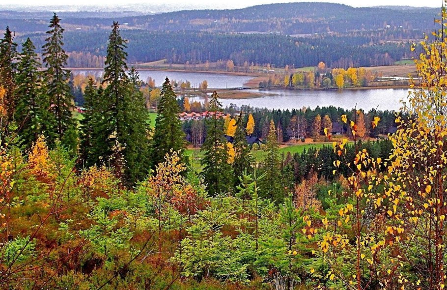 Тайга хвойные леса Сибири