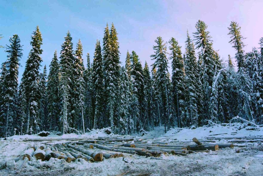 Еловый лес Курск