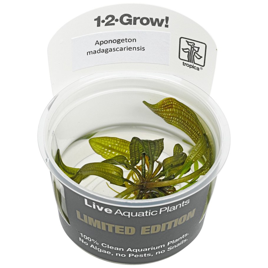 Апоногетон лонгиплюмулозус