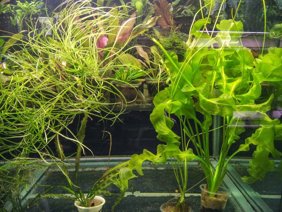 Апоногетон ульвовидный