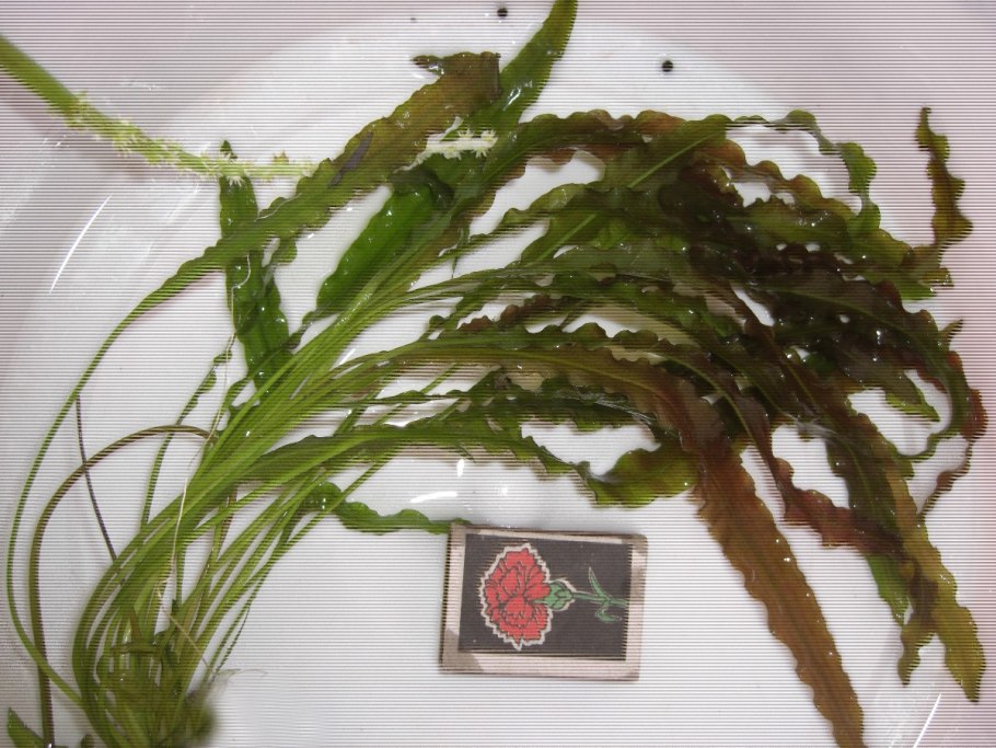 Апоногетон +henkipolimus