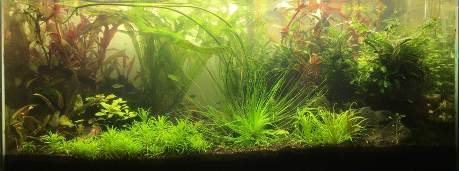 Апоногетон пузырчатый