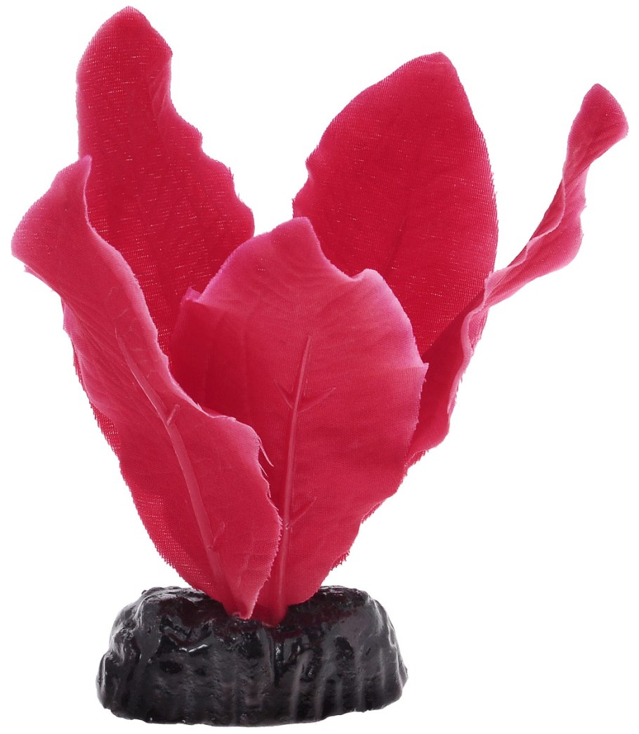 Цветущие апоногетоны