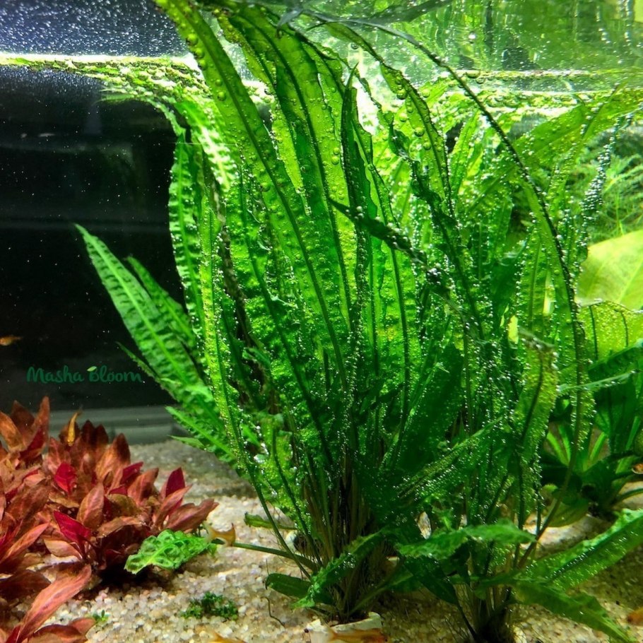 Апоногетон стахиспорус (одиночное растение)