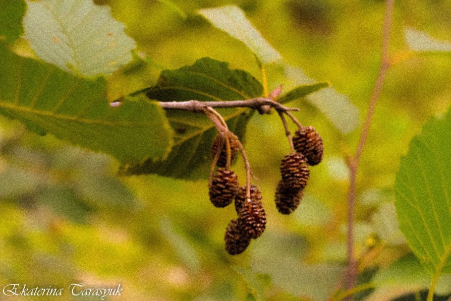Ольха Alnus glutinosa