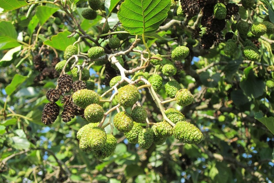 Ольха серая Фармакогнозия