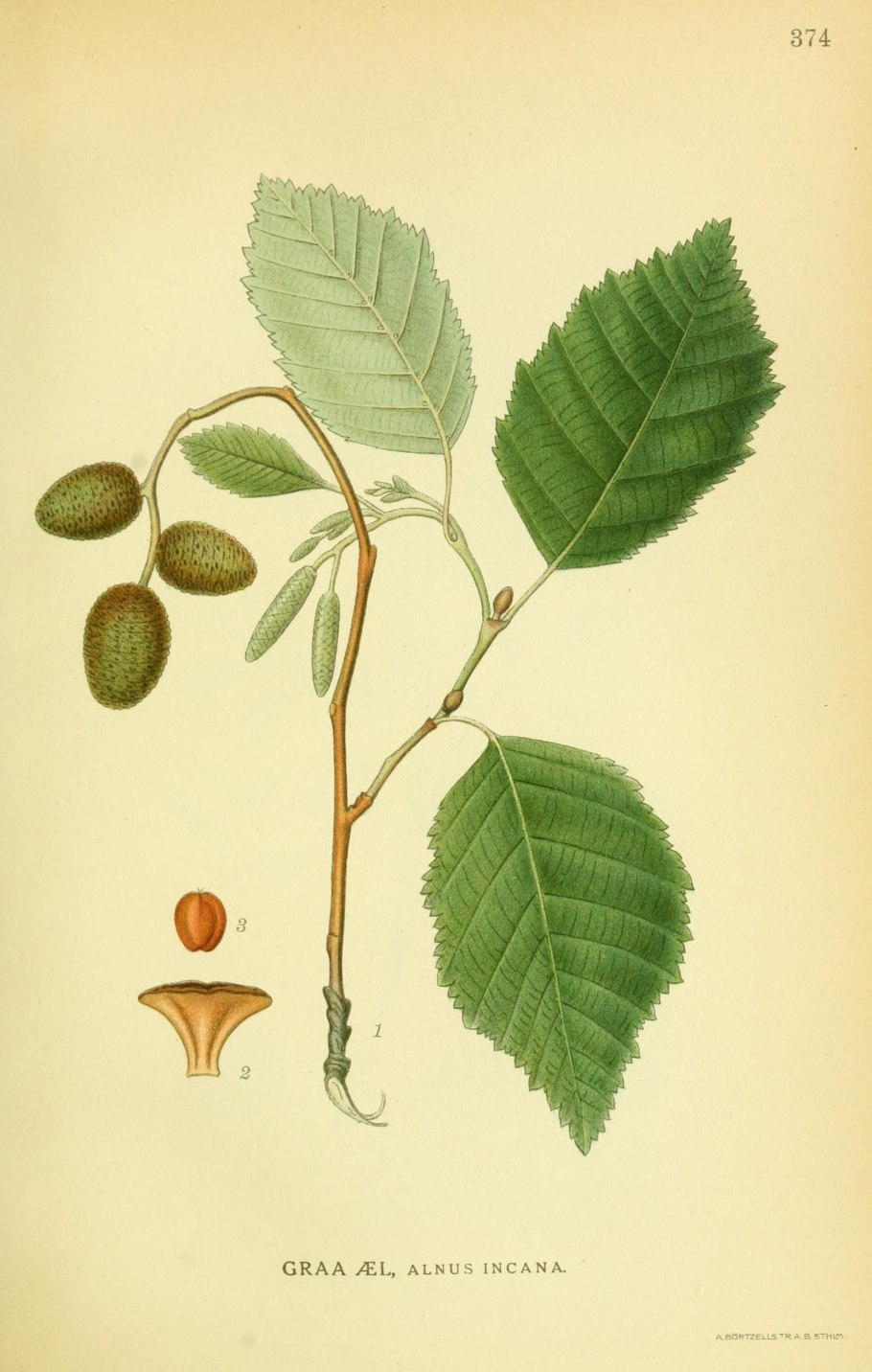 Ольха серая Aurea