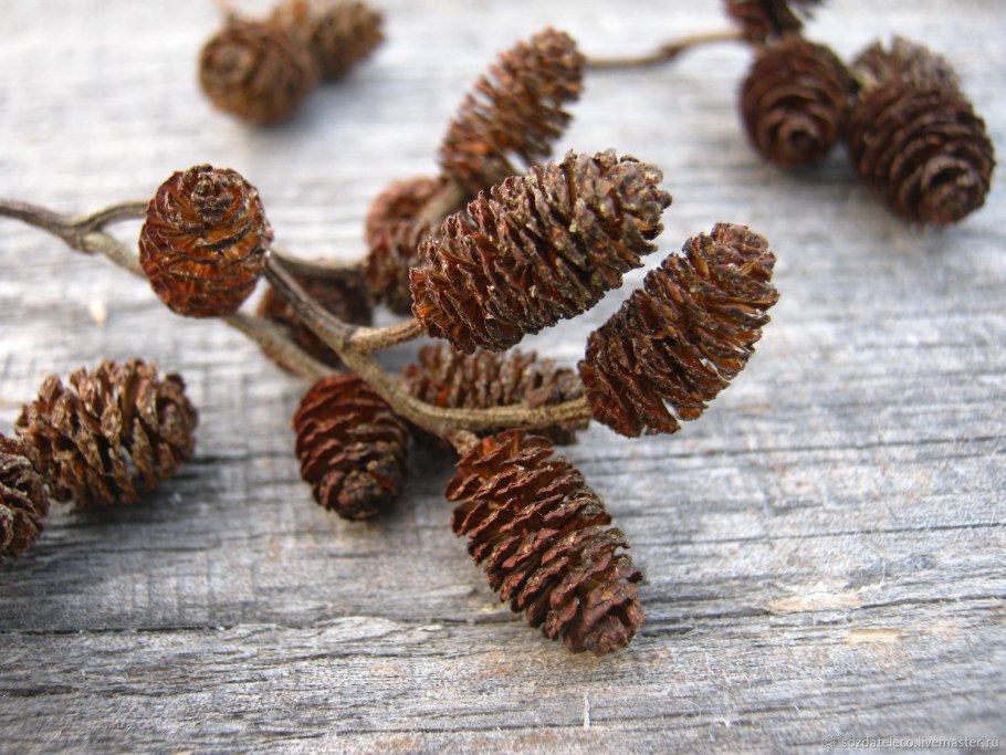 Alnus glutinosa (ольха европейская)