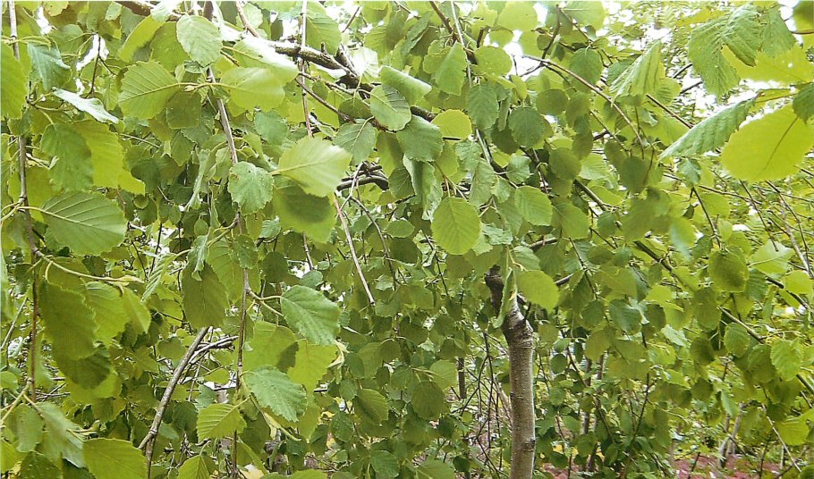 Ольха черная (Alnus glutinosa)