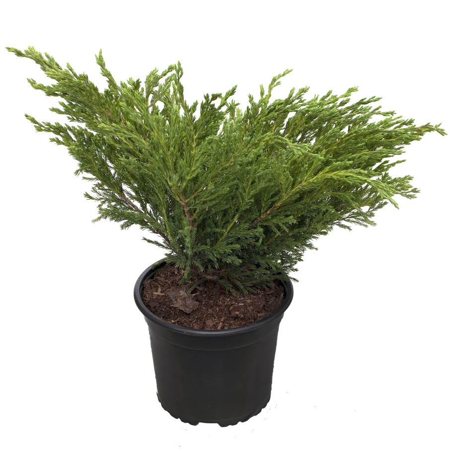 Juniperus horizontalis Andorra Compact