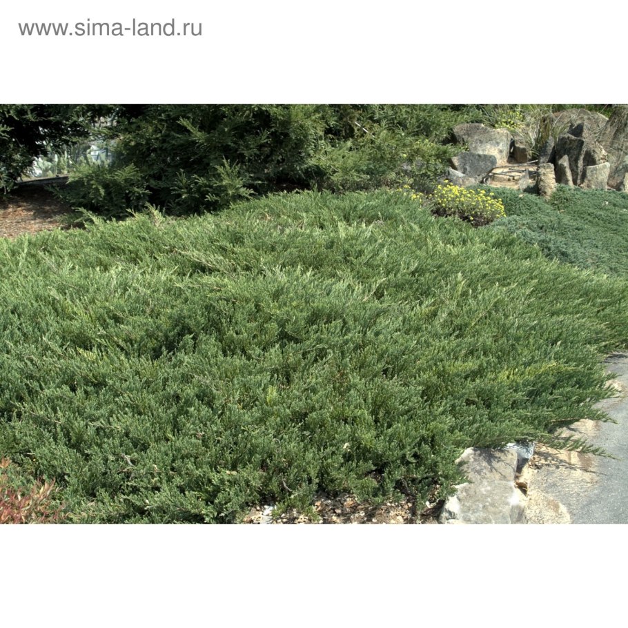 Juniperus horizontalis Andorra Compact