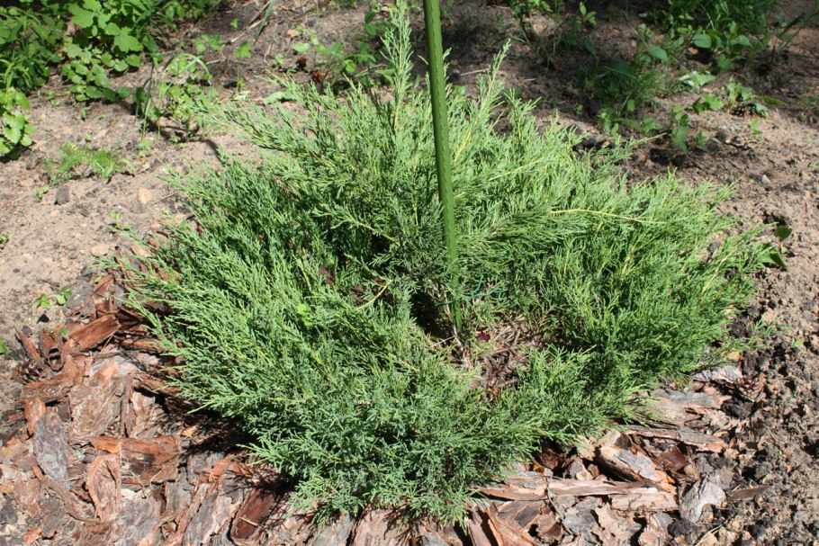Можжевельник горизонтальный Plumosa