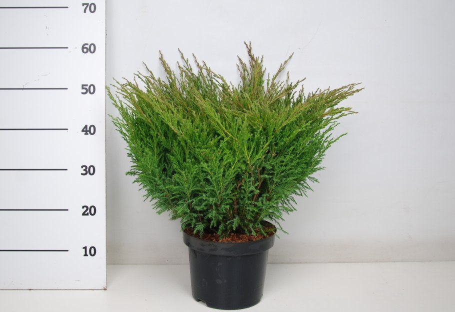 Juniperus horizontalis Andorra Compact