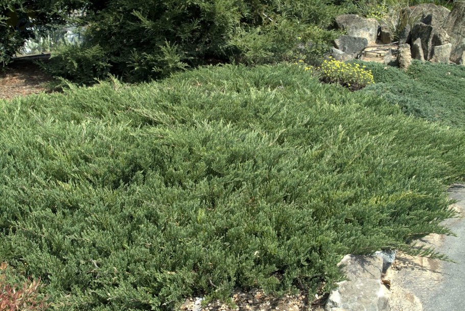 Juniperus horizontalis Andorra Compact