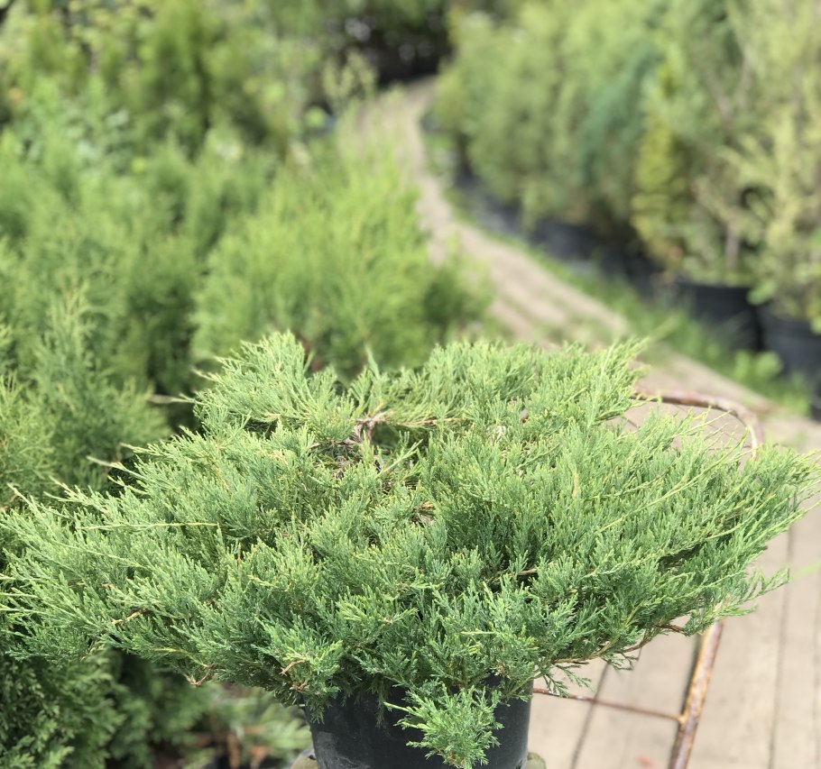 Juniperus horizontalis Andorra Compact