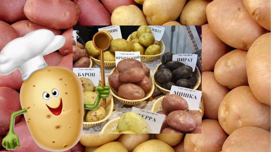 Сорт картофеля Пикассо