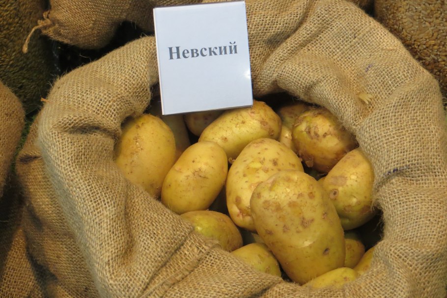 Сорт картофеля Аризона