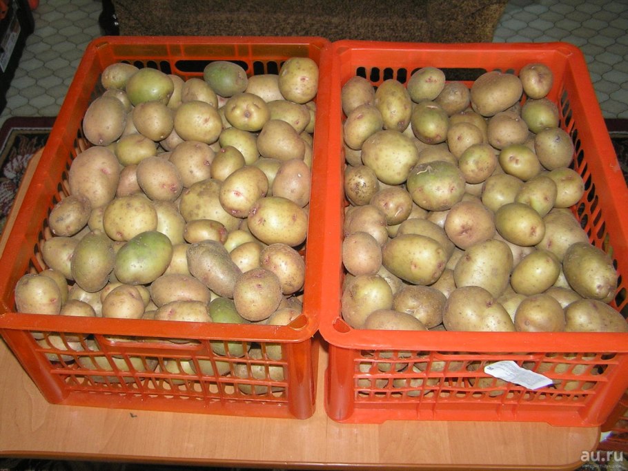 Картофель сорт Лабадия