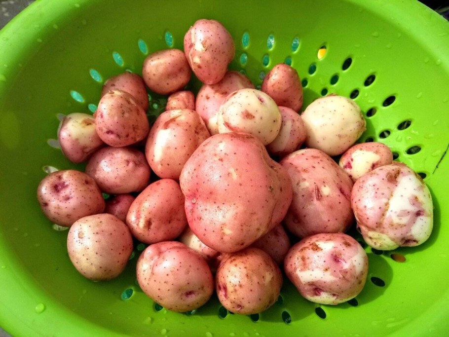 Сорт картофеля Коломбо