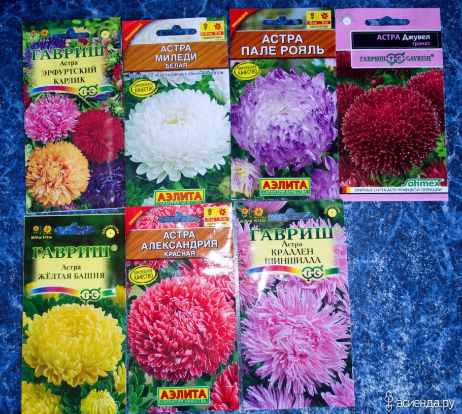 Астра Королевский размер