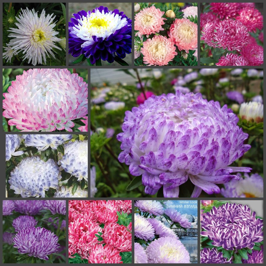 Сухие цветы для декора