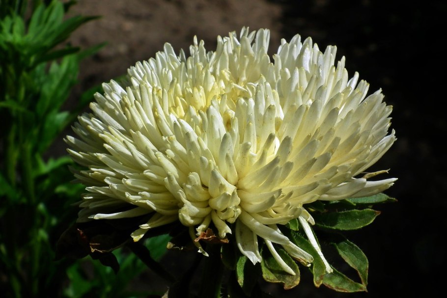 Хризантемы цинерарилистной (Ch.. Cinerariifolium)