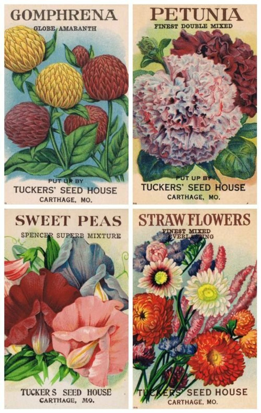 Осенние цветы