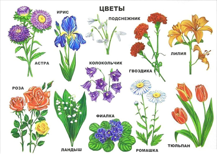 Сообщение о хризантеме