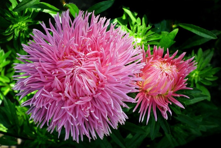 Цветы названия