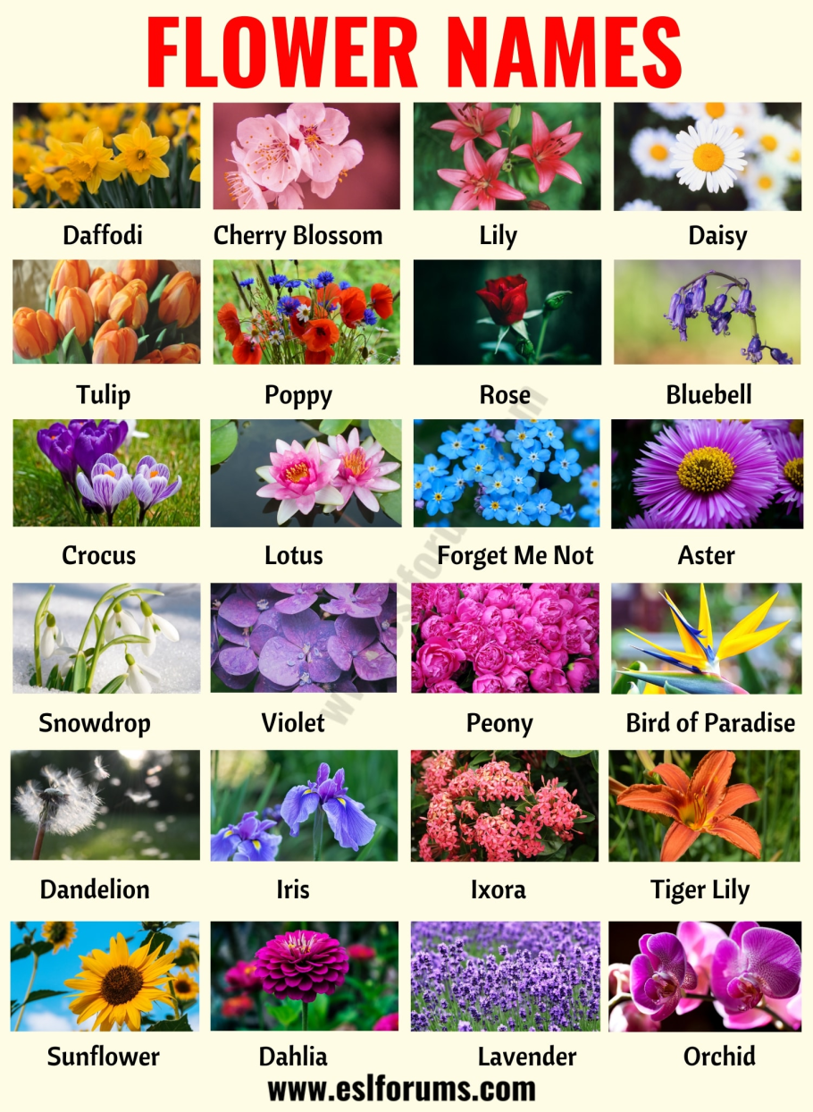 Бессмертник на языке цветов