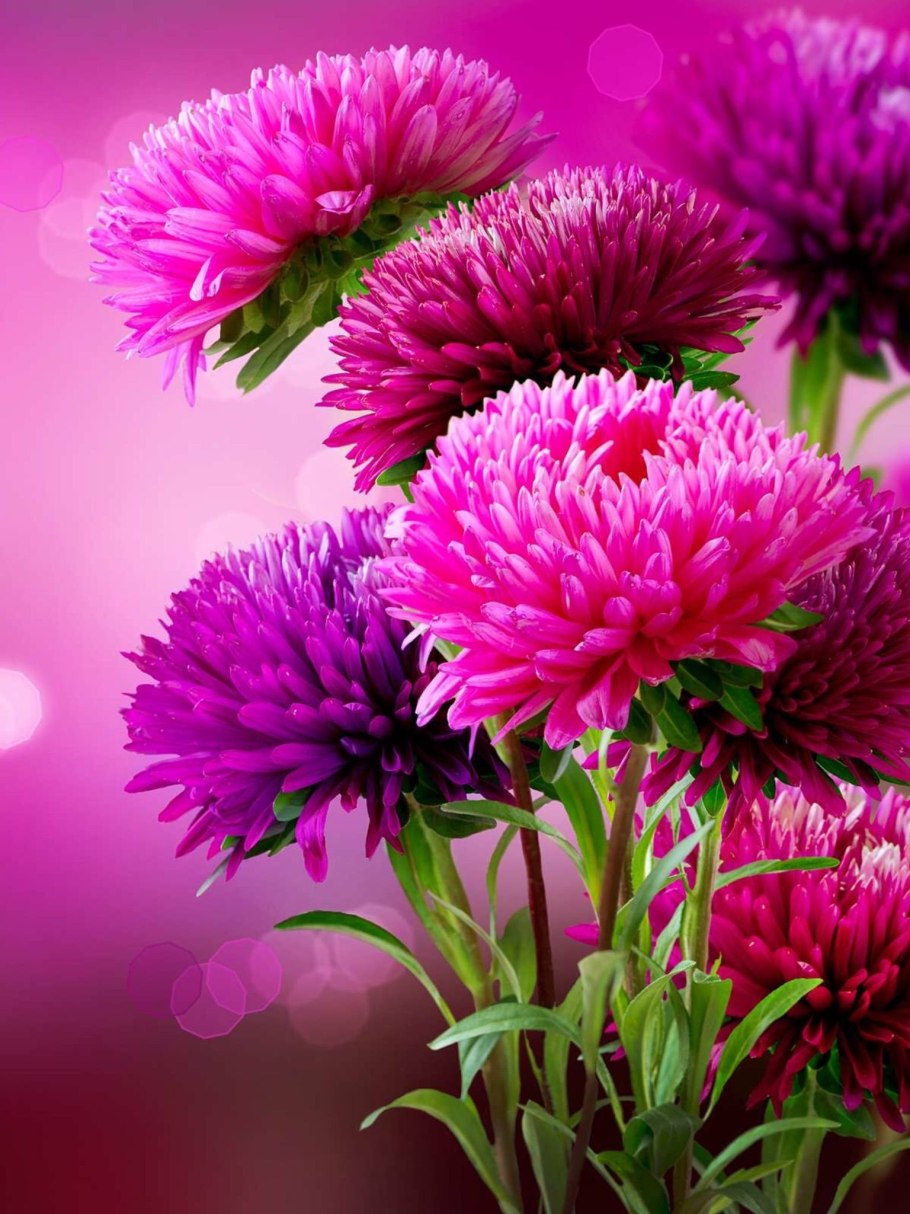 Цветы карточки для детей