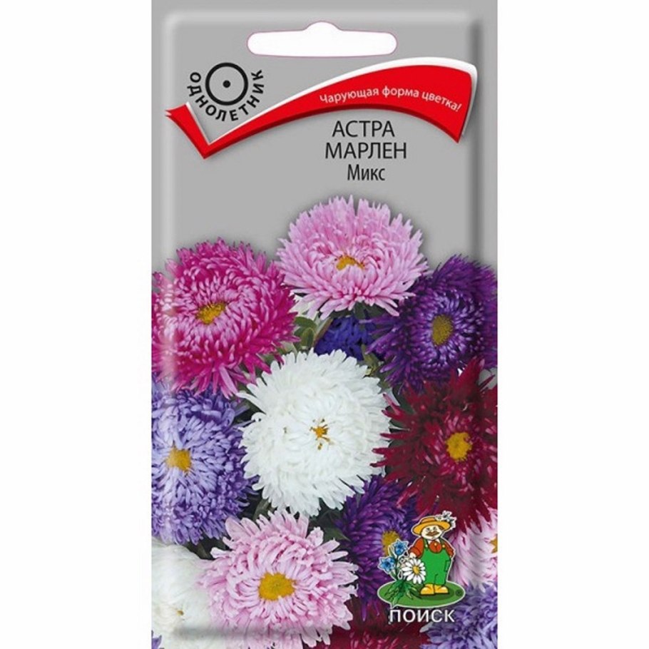 Callistephus chinensis Matador Mix Астра