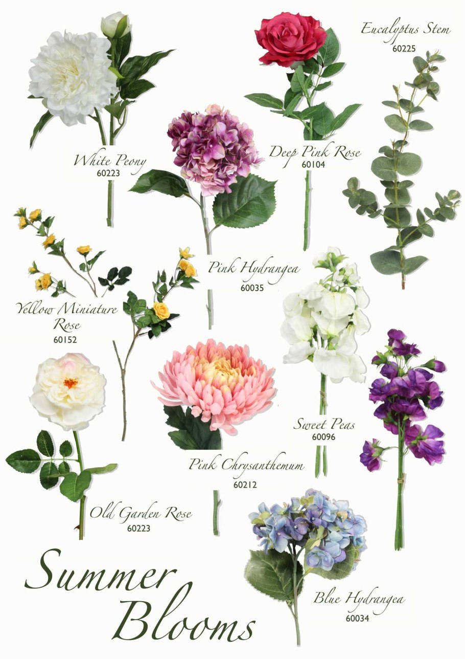 Астра белая