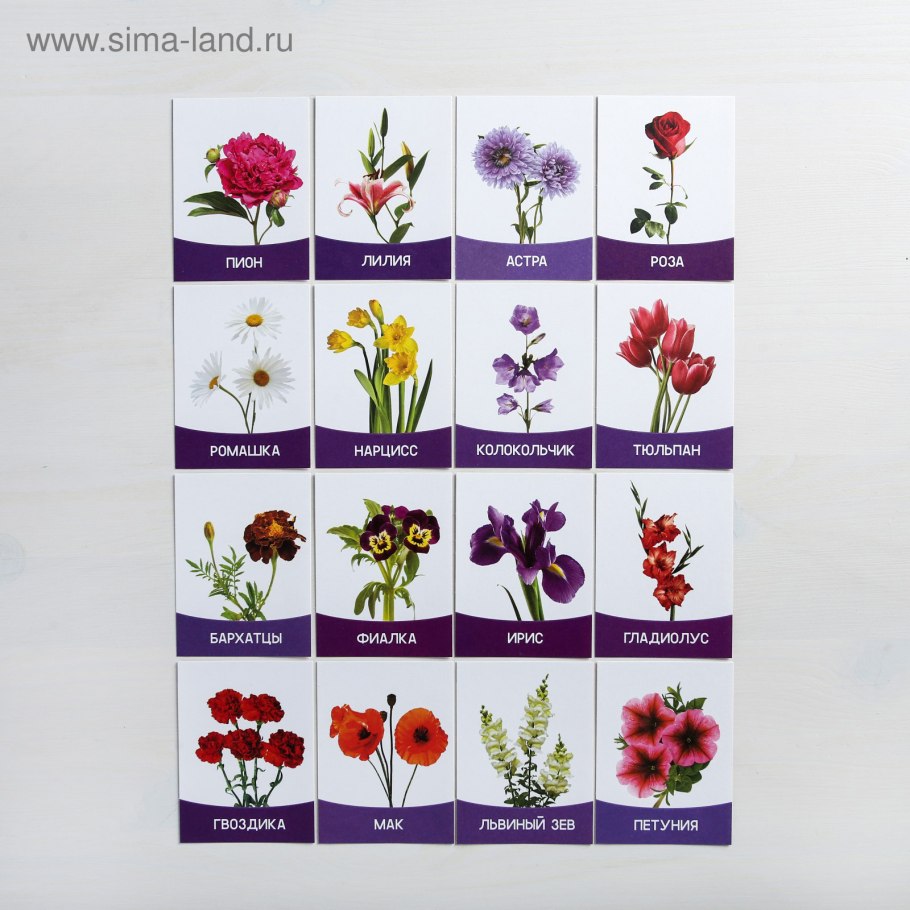 Месяцы как цветы