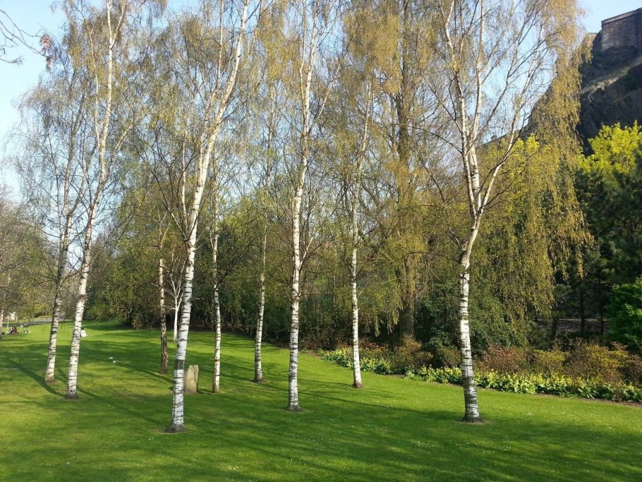 Downy Birch