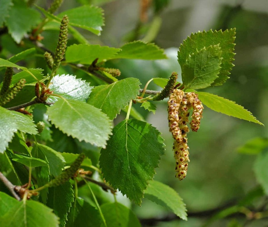 Береза Betula pubescens