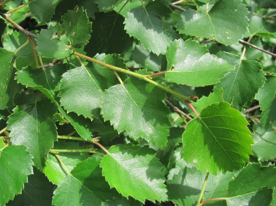 Береза пушистая Betula pubescens