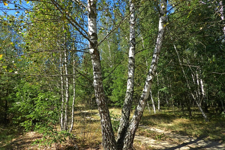 Береза пушистая саженец