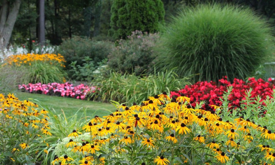 Циния Моника