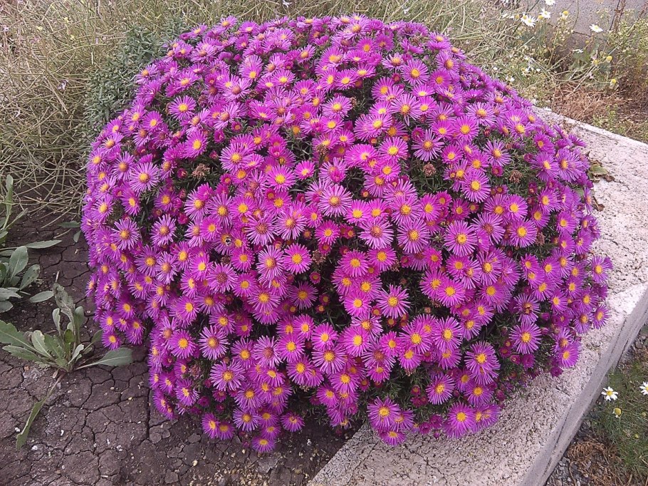 Астра кустарниковая Аннеке