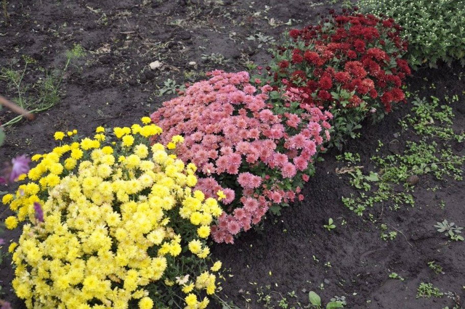Хризантема мультифлора на клумбе