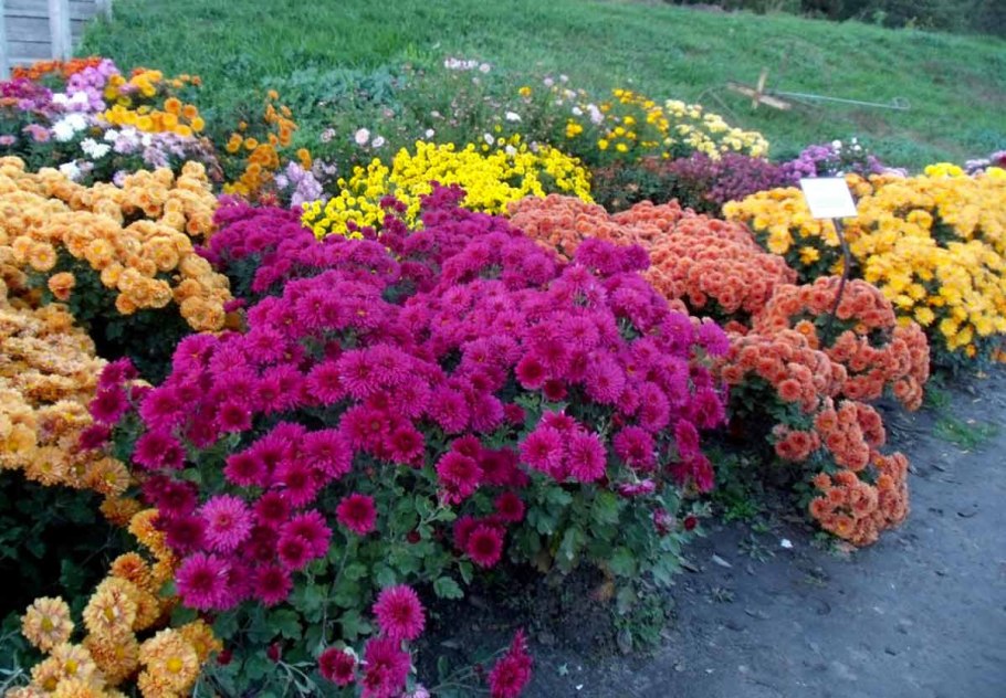 Миксбордер рудбекия Флокс эхинацея