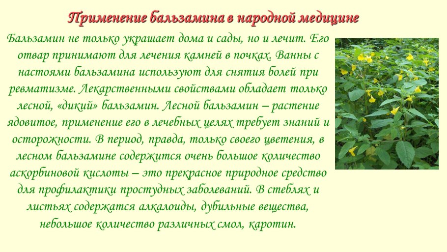 Бальзамин лекарственное растение