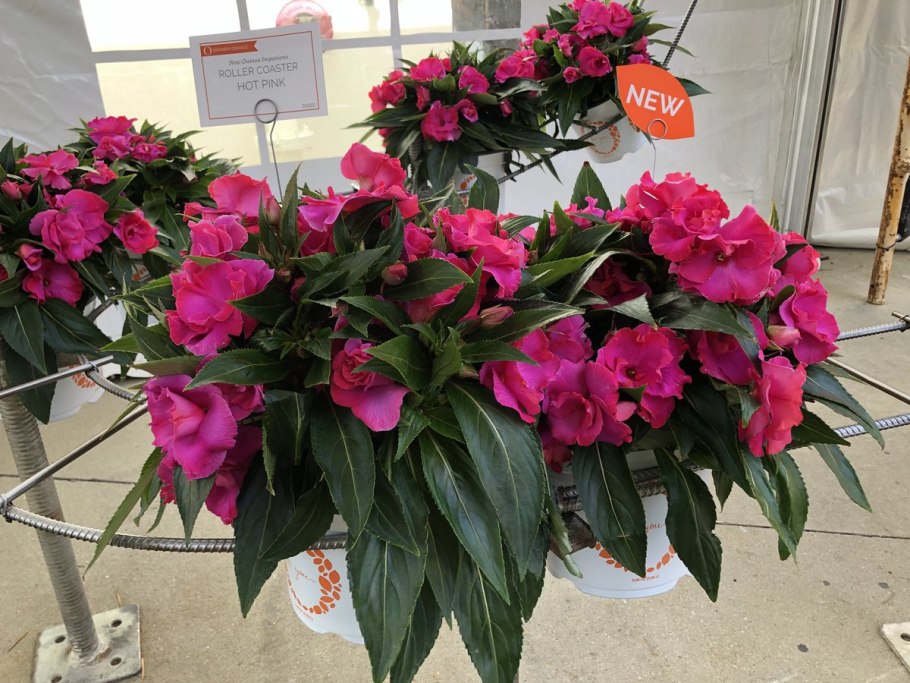 Бальзамин Impatiens Tom