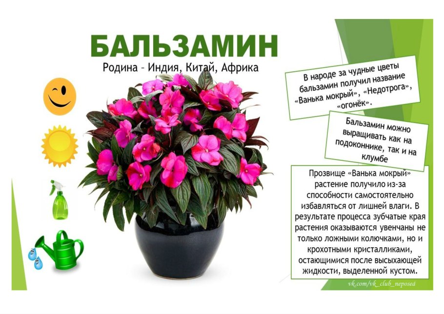 Родина бальзамина